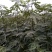 布兰瑞克无花果苗包邮包品种包成活易管理产量高