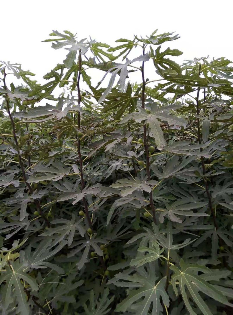 布兰瑞克无花果苗包邮包品种包成活易管理产量高