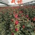 【玫瑰苗】昆明苗木基地直发，玫瑰苗品种齐全，苗好价优