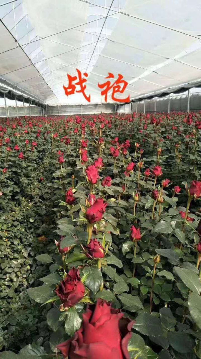 【玫瑰苗】昆明苗木基地直发，玫瑰苗品种齐全，苗好价优