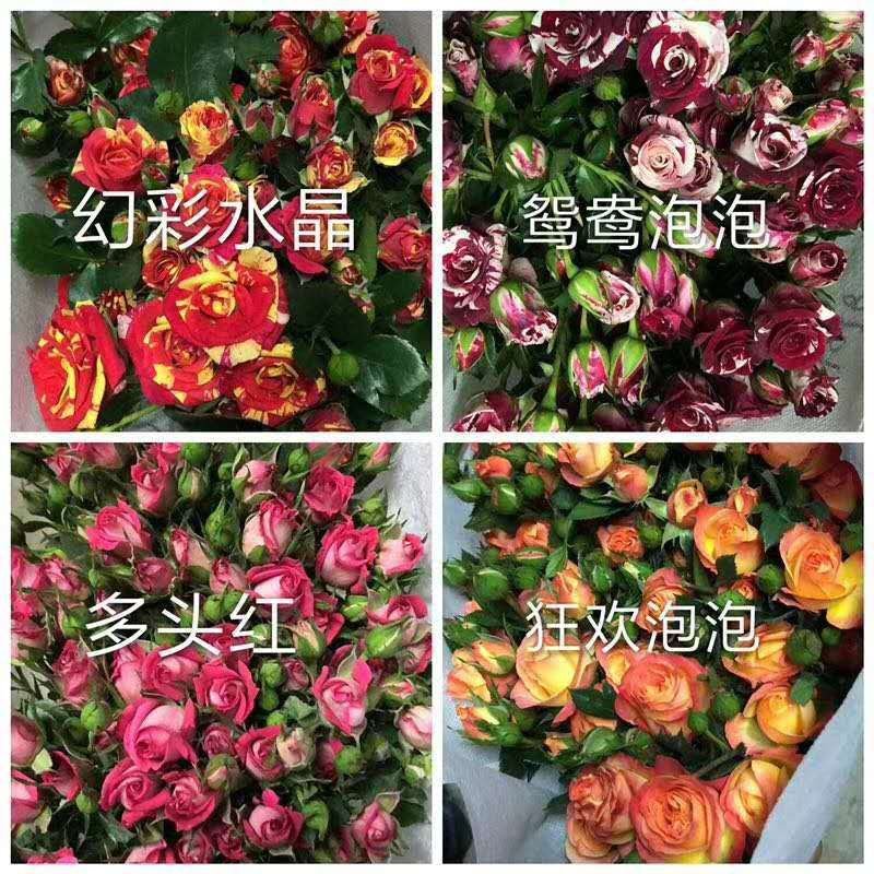 【玫瑰苗】昆明苗木基地直发，玫瑰苗品种齐全，苗好价优