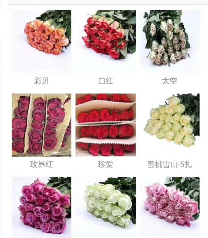 【玫瑰苗】昆明苗木基地直发，玫瑰苗品种齐全，苗好价优