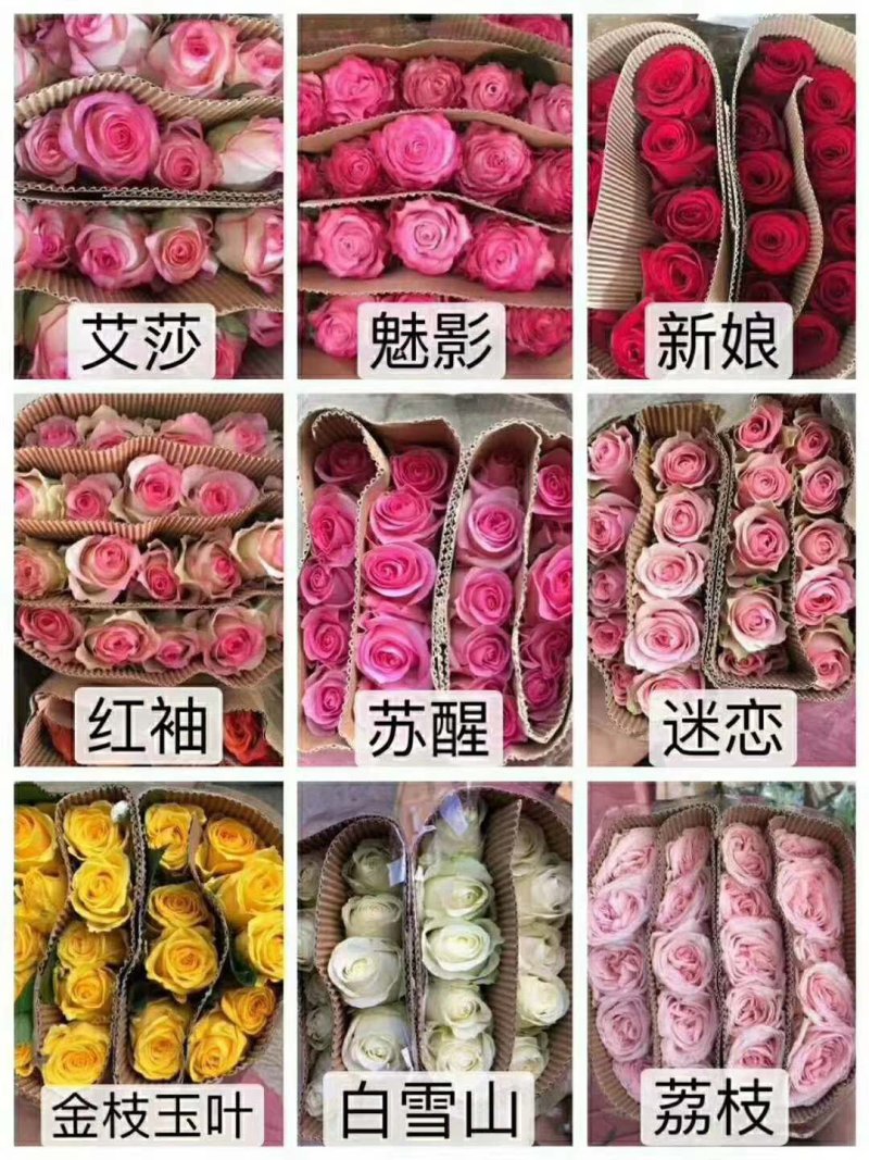 【玫瑰苗】昆明苗木基地直发，玫瑰苗品种齐全，苗好价优