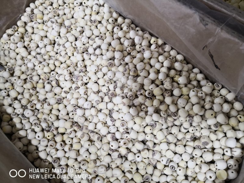 白莲子湖南药食两用干货抽芯率高量大从优
