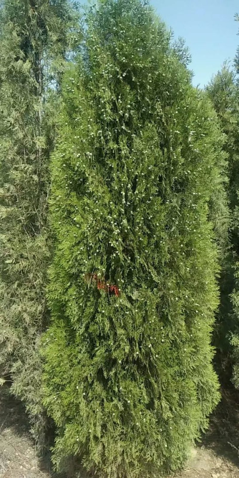 侧柏