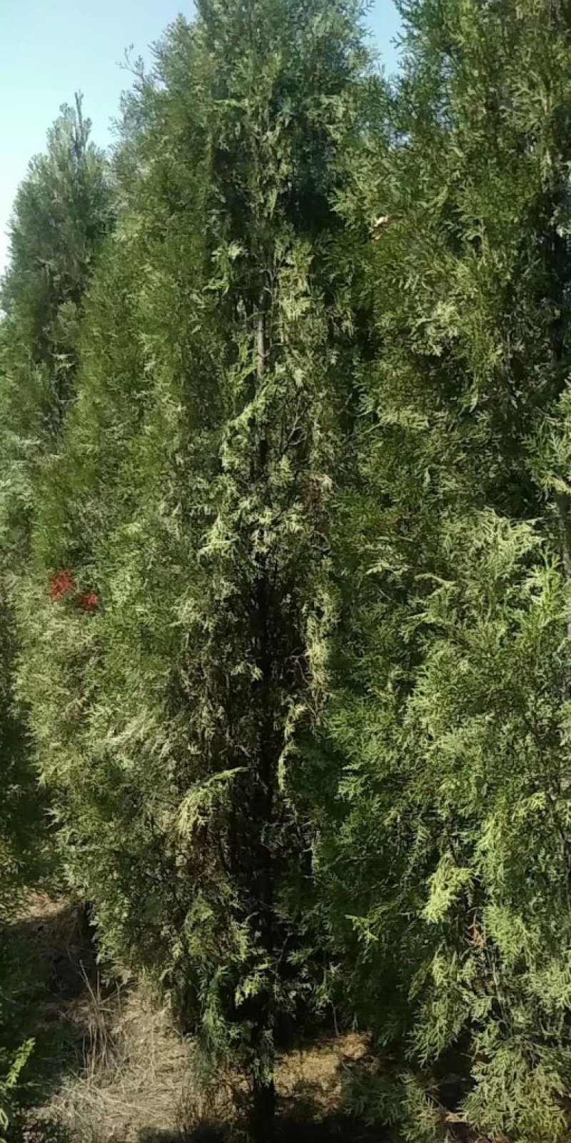 侧柏