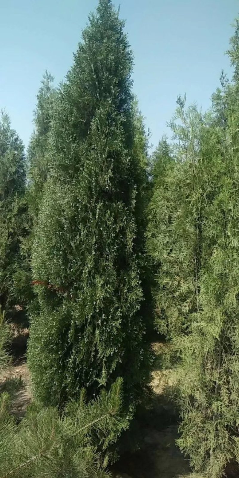 侧柏
