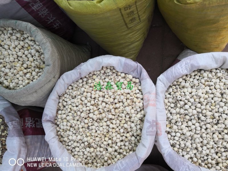 白莲子湖南药食两用干货抽芯率高量大从优