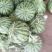 8424西瓜🍉8――15斤供应