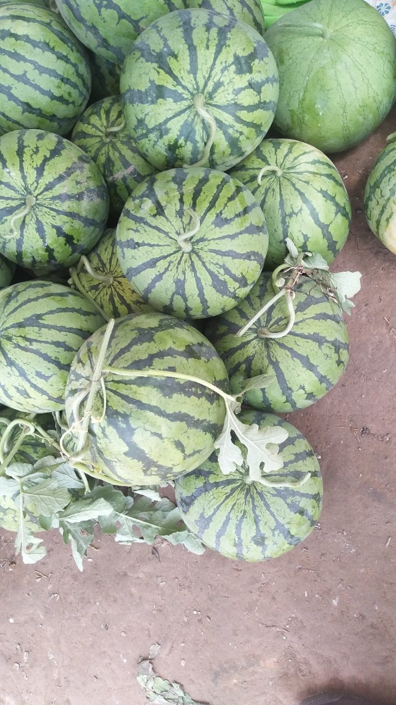 8424西瓜🍉8――15斤供应