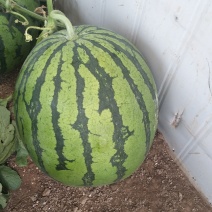 8424西瓜🍉8――15斤供应