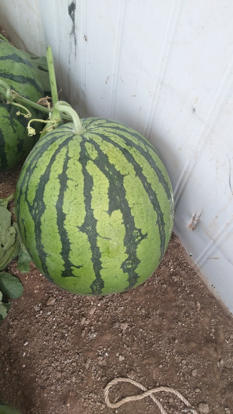 8424西瓜🍉8――15斤供应