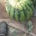 8424西瓜🍉8――15斤供应