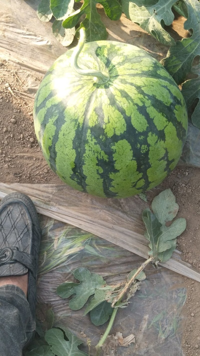 8424西瓜🍉8――15斤供应