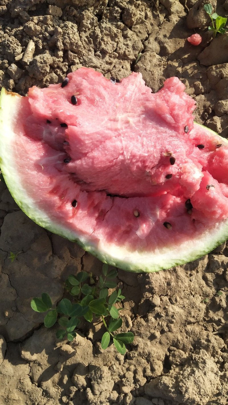 8424西瓜🍉8――15斤供应