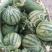 8424西瓜🍉8――15斤供应