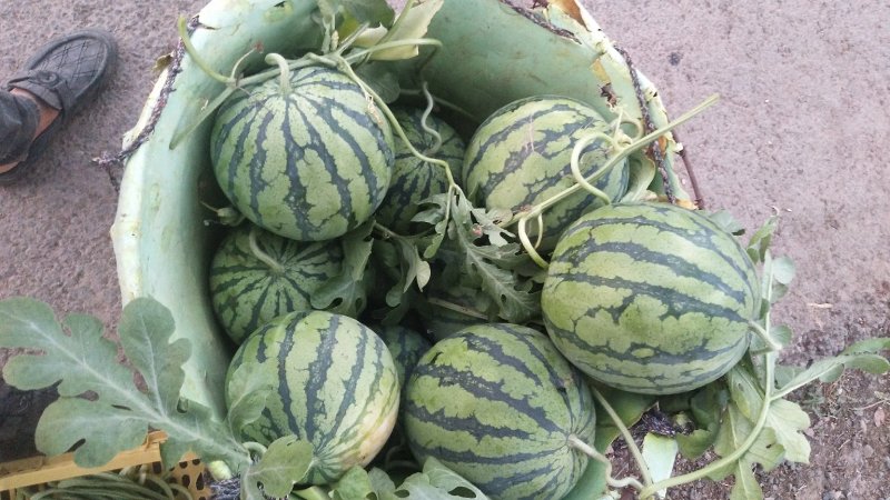 8424西瓜🍉8――15斤供应