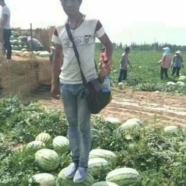 哈密精品双红金城五号大红讓小薄皮价格便宜货源充足