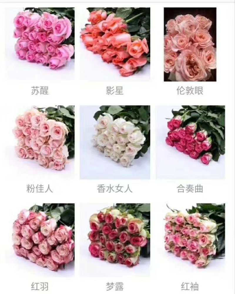 【玫瑰苗】扦插裸根小苗，昆明基地直发，四季开花50个品种