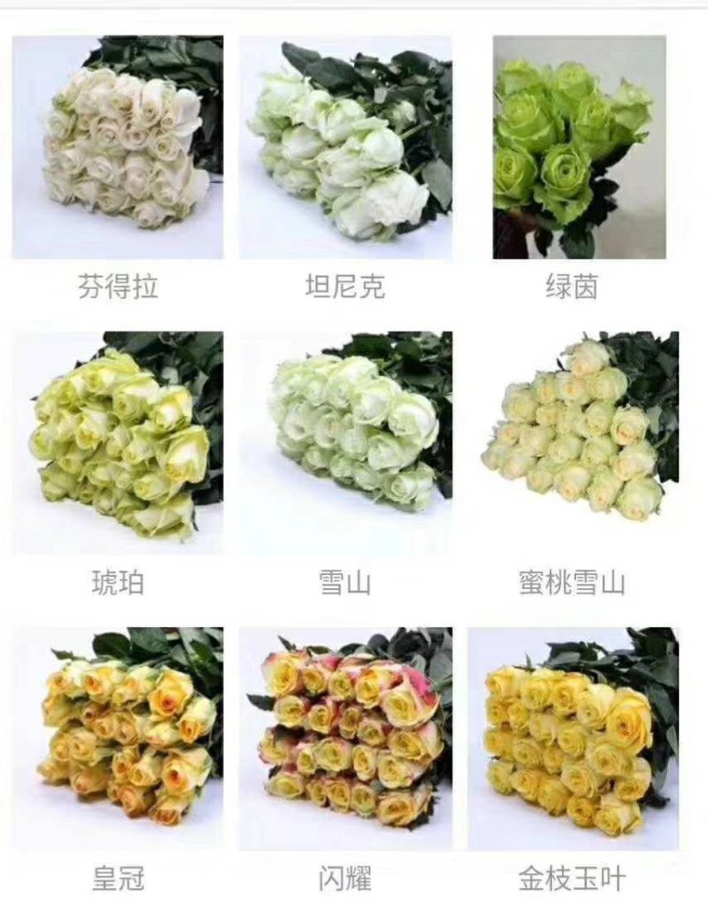 【玫瑰苗】扦插裸根小苗，昆明基地直发，四季开花50个品种