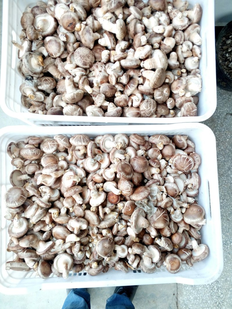 农家特级花菇干货冬菇新鲜干花菇干香菇