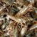 小龙虾苗种苗，塘口发货养殖技术指导，后期维护