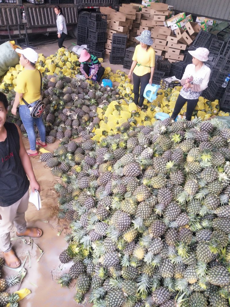 西双版纳无眼菠萝，（凤梨）原生态香甜可口