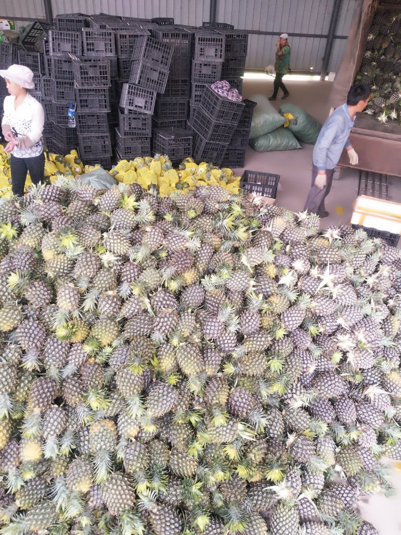 西双版纳无眼菠萝，（凤梨）原生态香甜可口