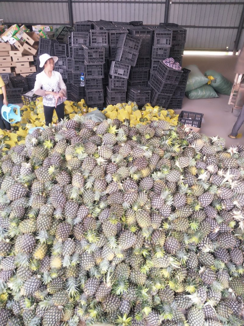 西双版纳无眼菠萝，（凤梨）原生态香甜可口