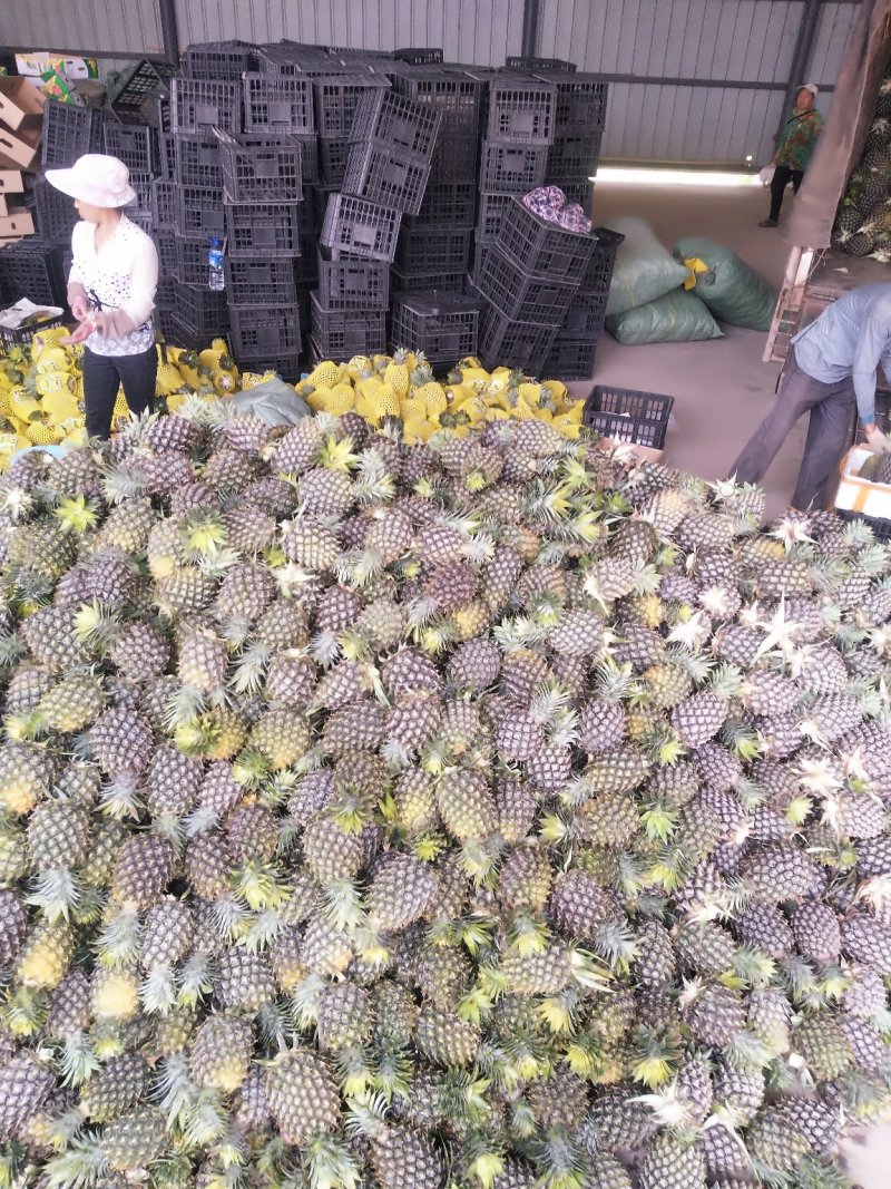 西双版纳无眼菠萝，（凤梨）原生态香甜可口