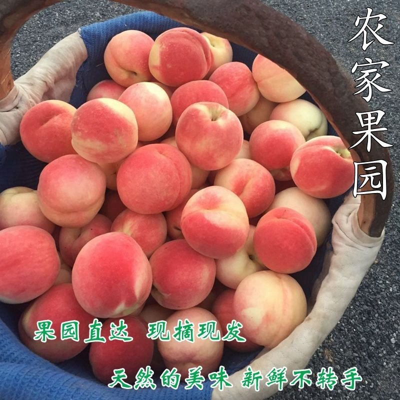 预售一件代发陕西新鲜水果水蜜桃当季时令桃子现摘现发