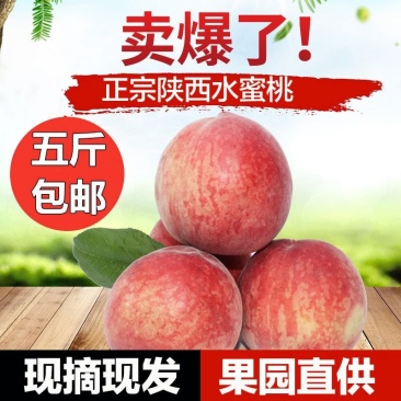预售一件代发陕西新鲜水果水蜜桃当季时令桃子现摘现发