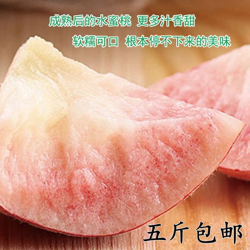 预售一件代发陕西新鲜水果水蜜桃当季时令桃子现摘现发