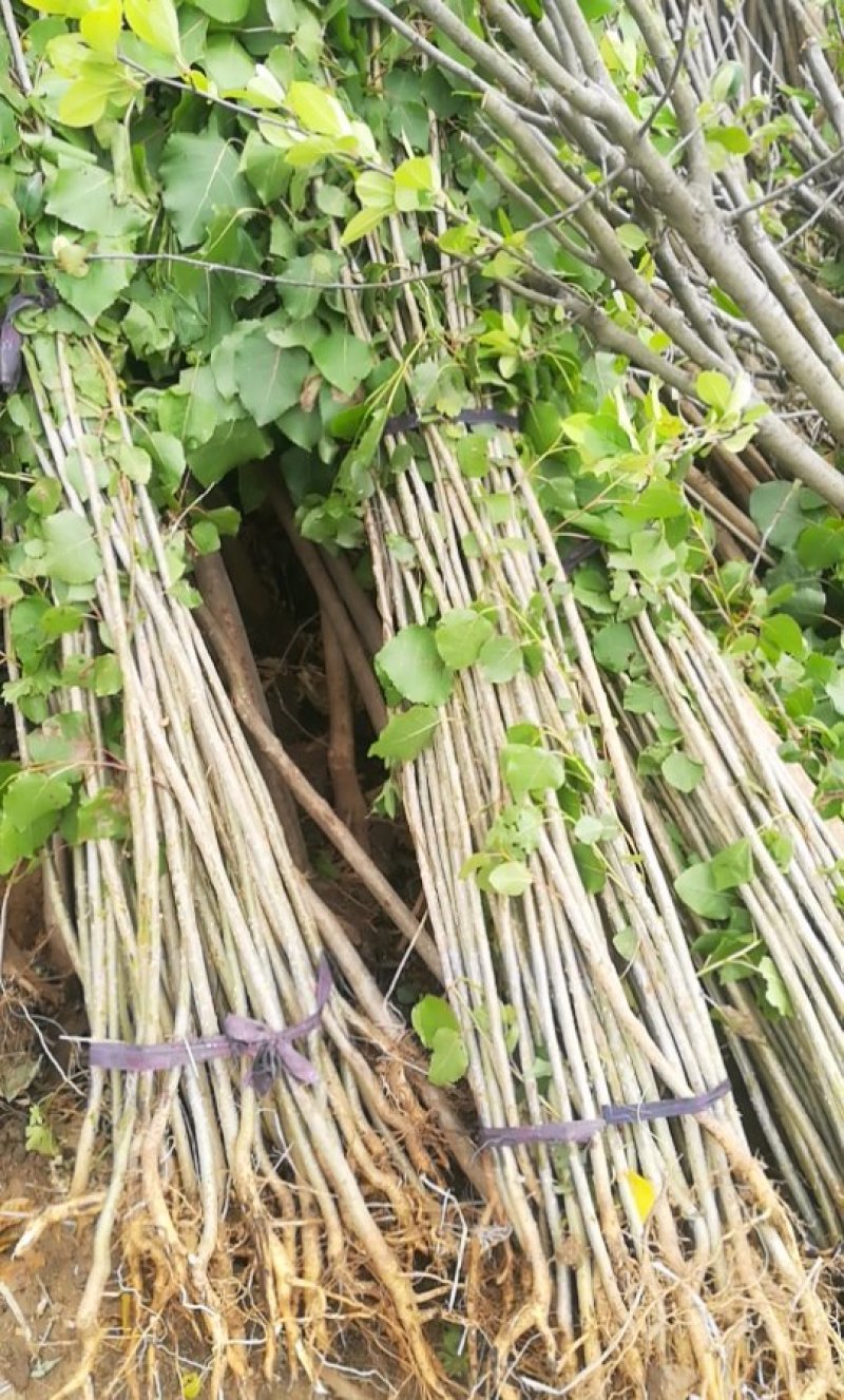 白杨树苗白杨树杨树苗107速生杨树苗植树造林白