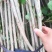 白杨树苗白杨树杨树苗107速生杨树苗植树造林白