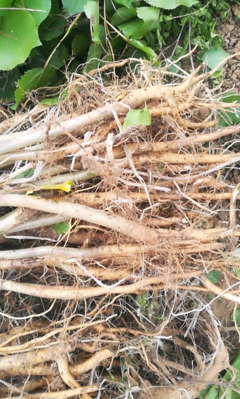 白杨树苗白杨树杨树苗107速生杨树苗植树造林白