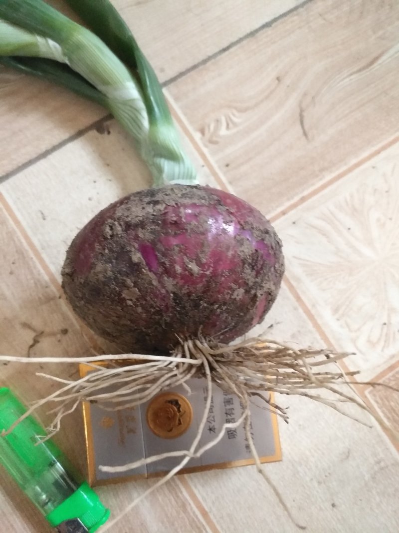 二红洋葱山东洋葱可对接商超量大从优欢迎实地考察