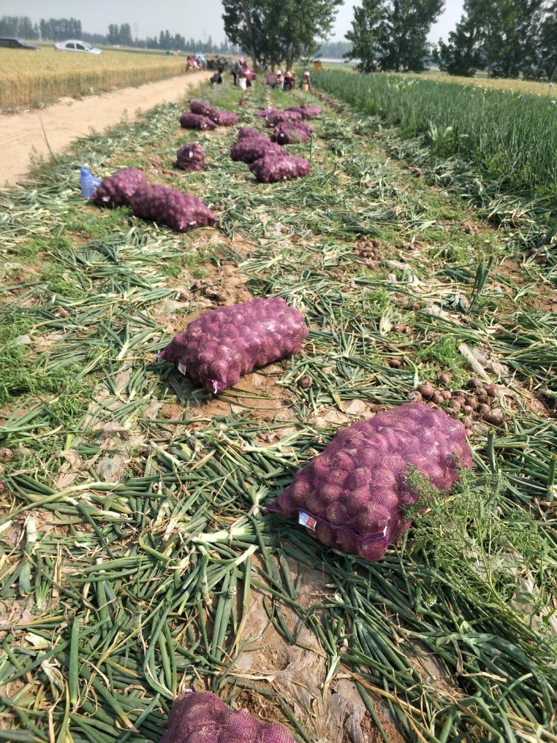 二红洋葱山东洋葱可对接商超量大从优欢迎实地考察
