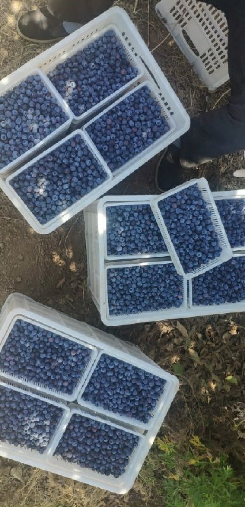 现货鲁山优质蓝莓
