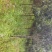 福建丹桂地径7到8公分