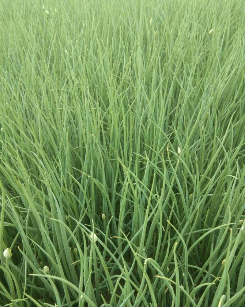 小葱