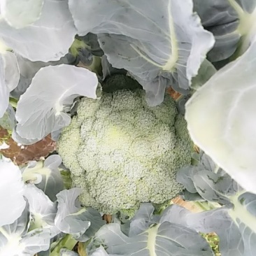 西蓝花