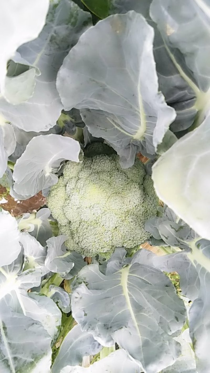 西蓝花
