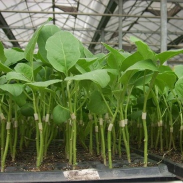 嫁接茄苗茄头7万棵