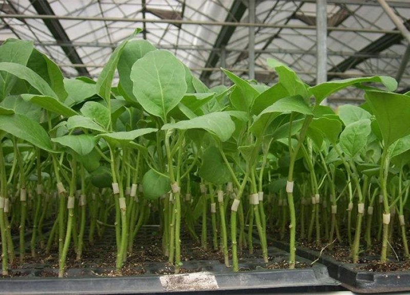 嫁接茄苗茄头7万棵