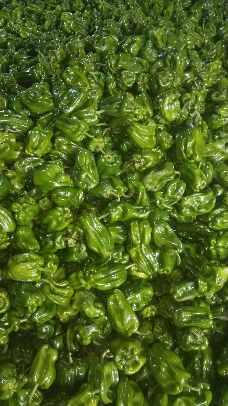辽宁锦州北镇麻辣高温棚冷棚麻辣椒，看质量杠杠的