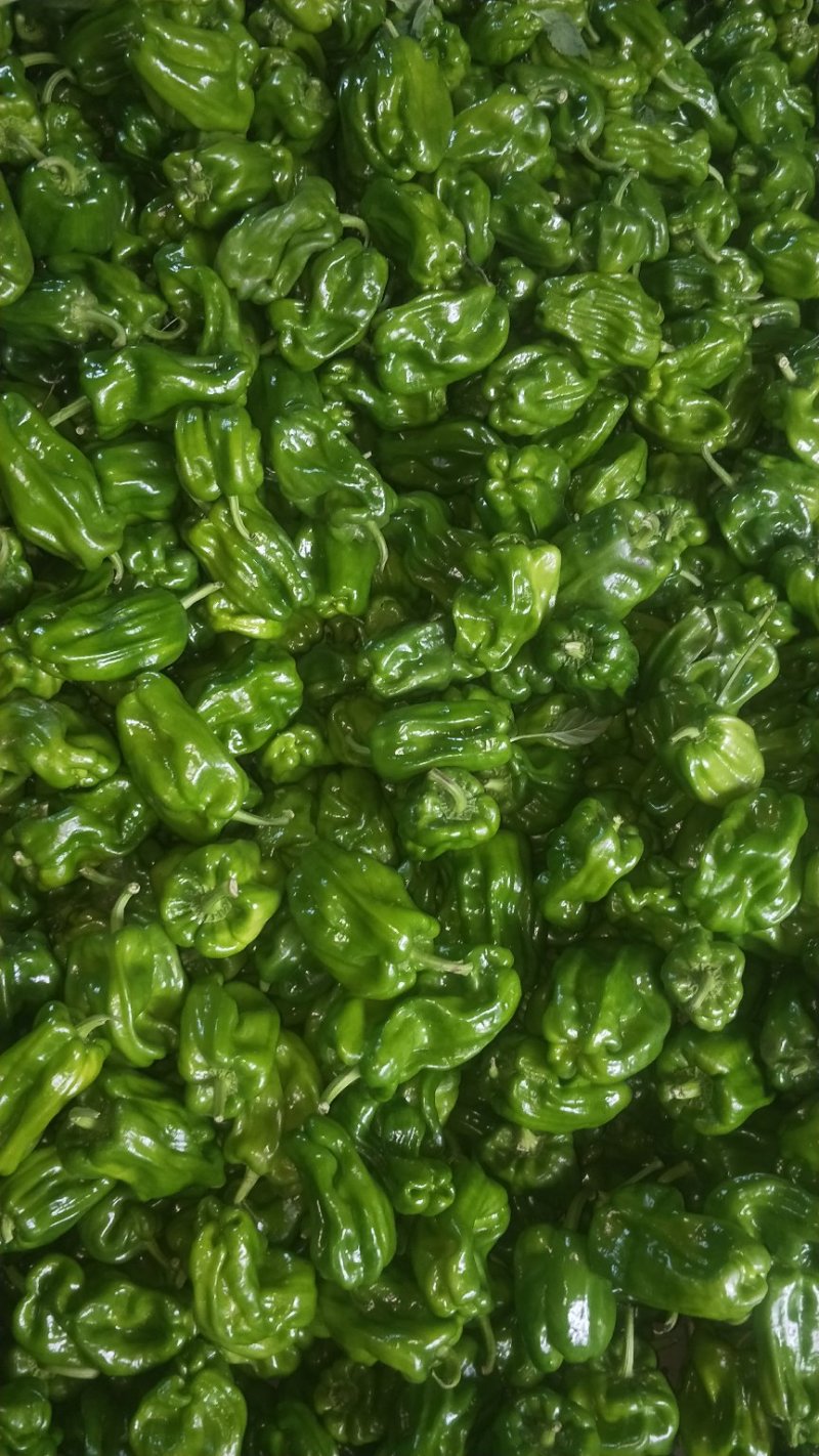 辽宁锦州北镇麻辣高温棚冷棚麻辣椒，看质量杠杠的