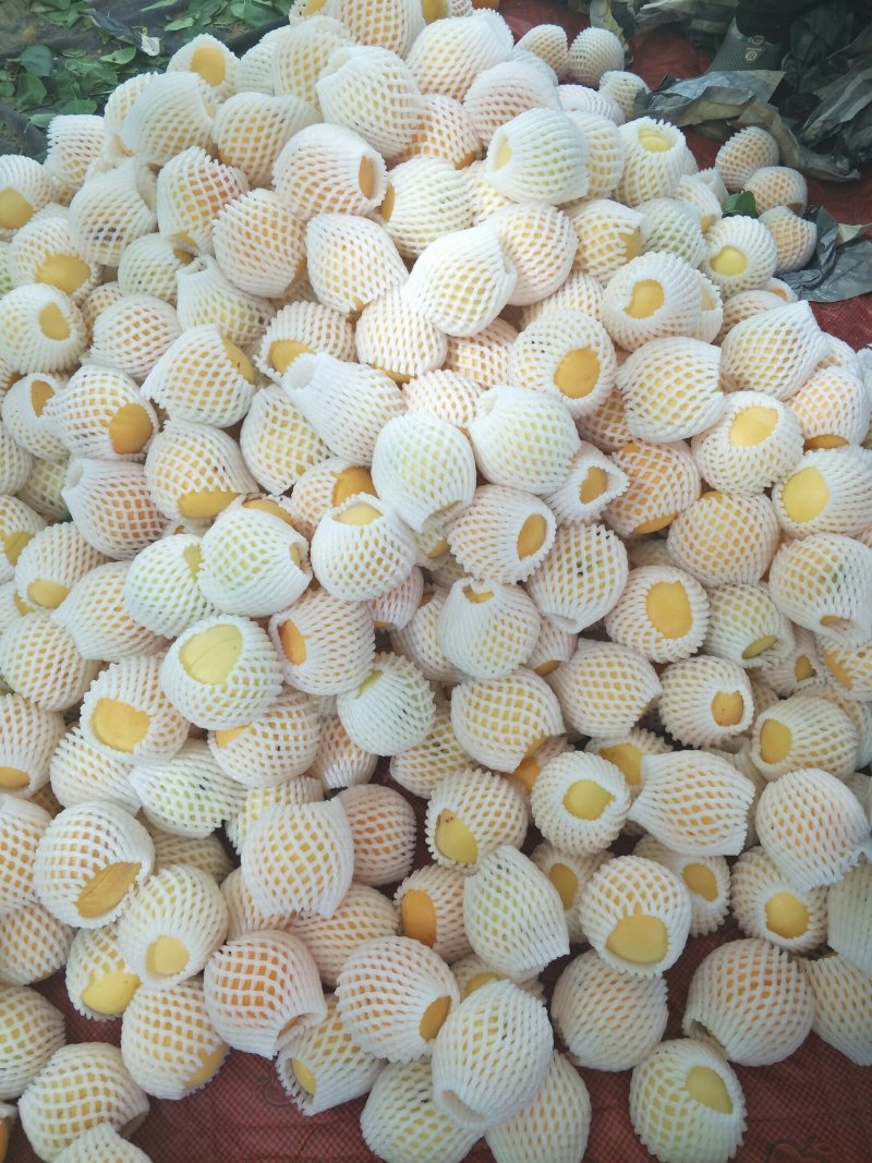 中油16油桃。