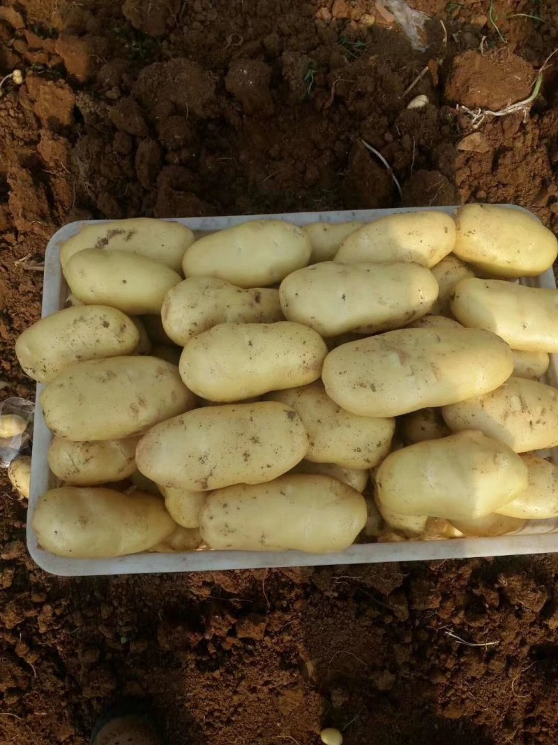 【精品】河南荷兰15希森6中薯5土豆3两起诚信报价
