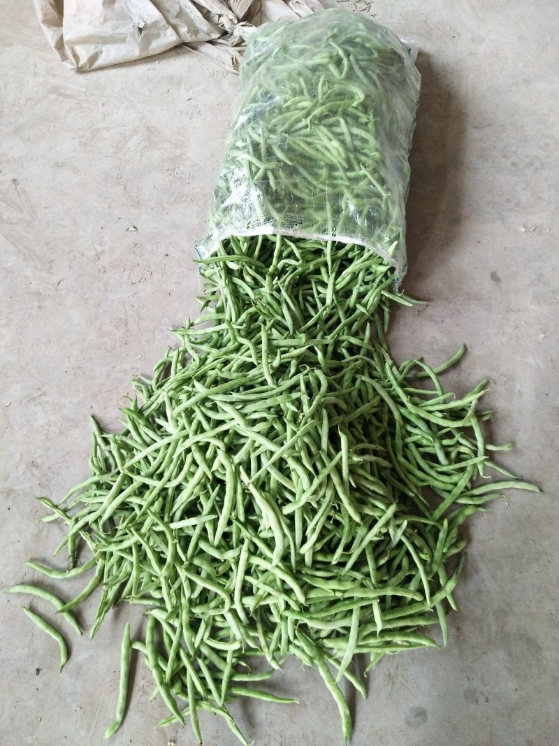 双丰四季豆，大棚基地直销